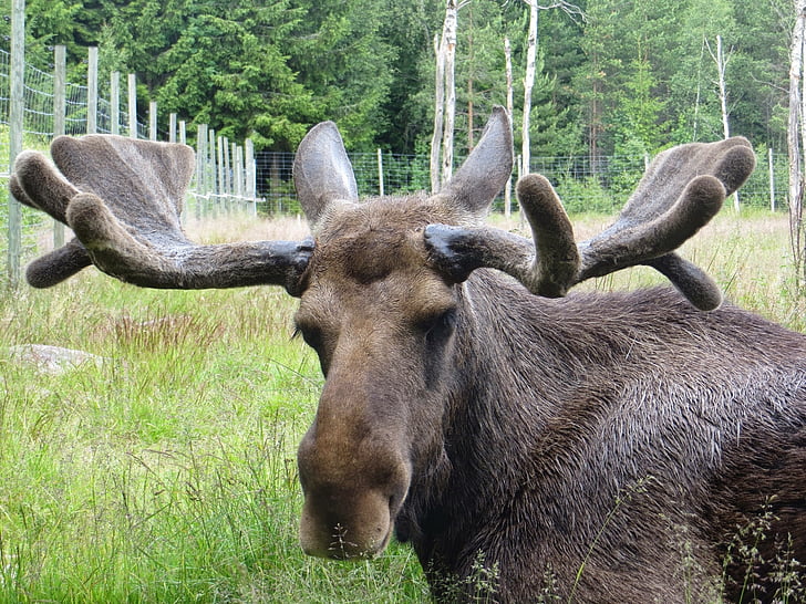 Moose, Zweden, gewei, dier