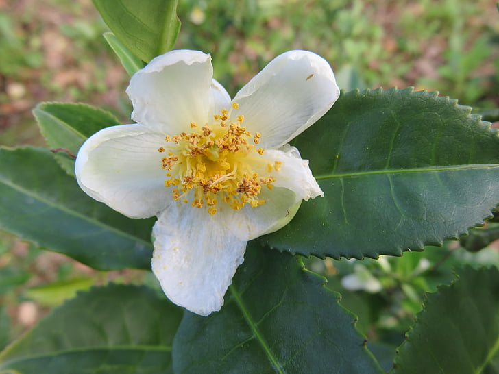 flor, te, Camellia sinensis, fulles de te, blanc, pètals, plantació