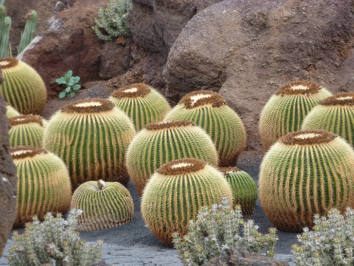 Cactus, sec, piquant, jardin botanique, nature