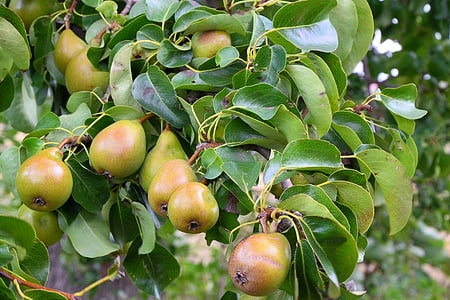 pears, pear, fruit, healthy, vitamins, eat, agriculture