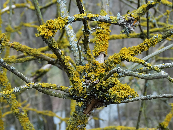 lichen, estetică, Filiala, Bush, ţese, noduroasa, bemoost