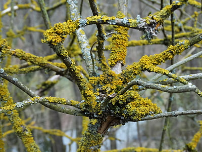 lichen, aesthetic, branch, bush, weave, gnarled, bemoost