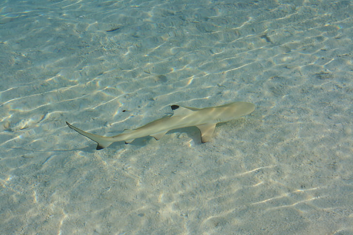 shark, maldives, fish