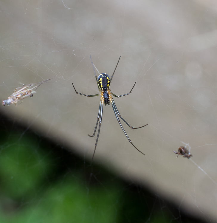 Spider, hämähäkinverkko, makro