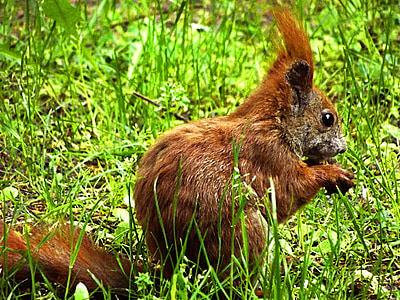 orava, todennettavissa kissanpentu, niitty