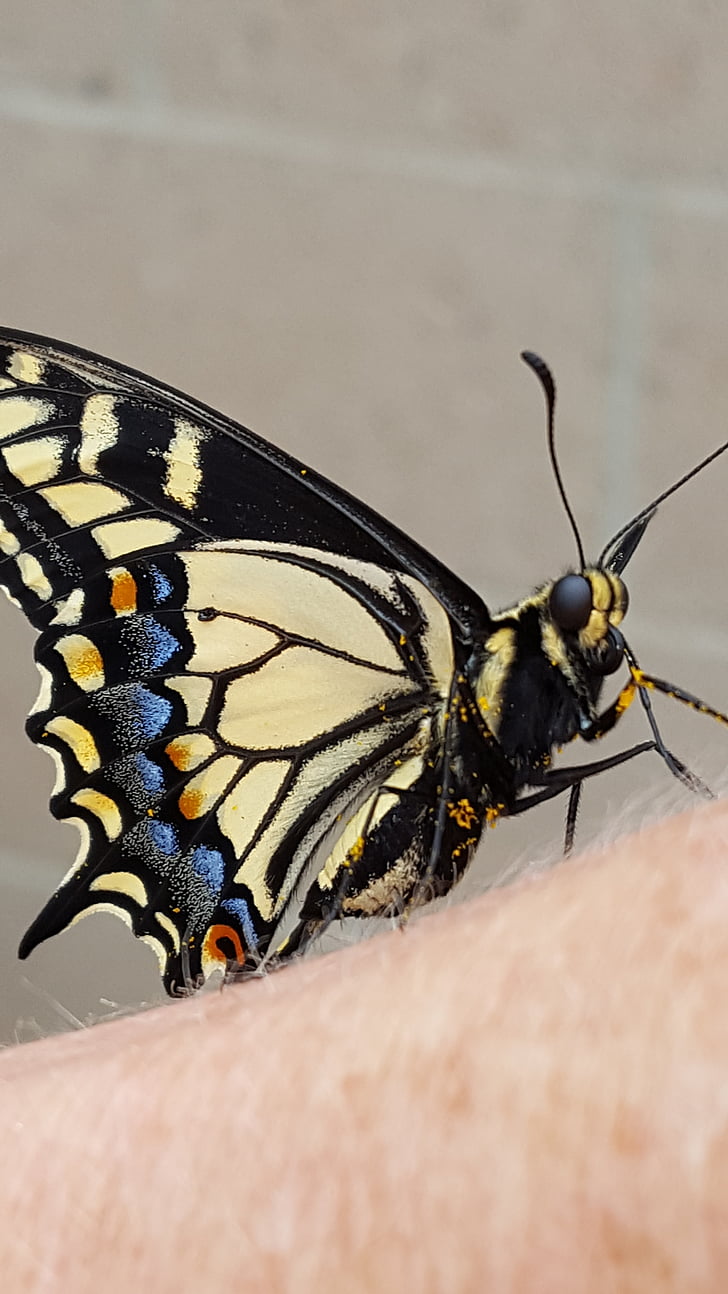 fekete fecskefarkú butterfly, pillangó, nagy szemek