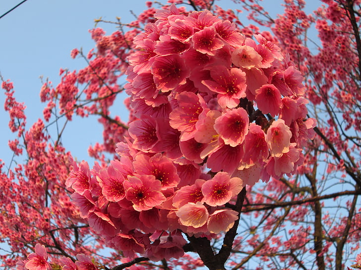 kvitnúce sakury, Yoshino yīng, rybie oko efekt, jar