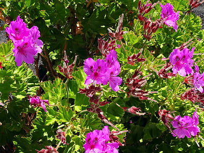 pelargonium, purple flowers, violet, jardiniere, summer, flower, smell