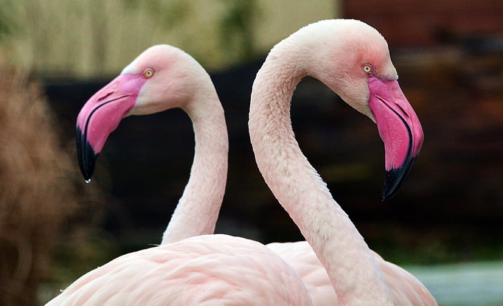 Flamingo, roze, vogel, dierentuin