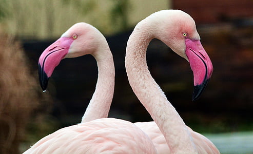 Flamingo, różowy, ptak, ogród zoologiczny