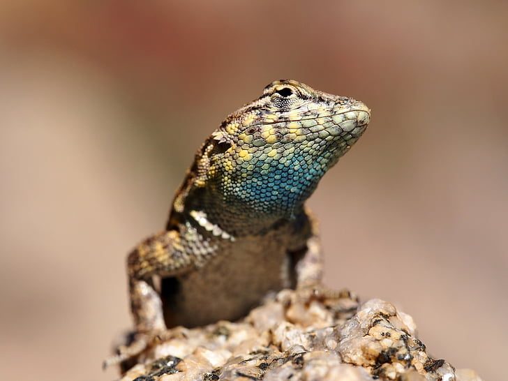 side blotched lizard, head, macro, reptile, tropical, desert, rock