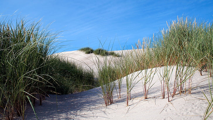Dune, wydmy, piasek