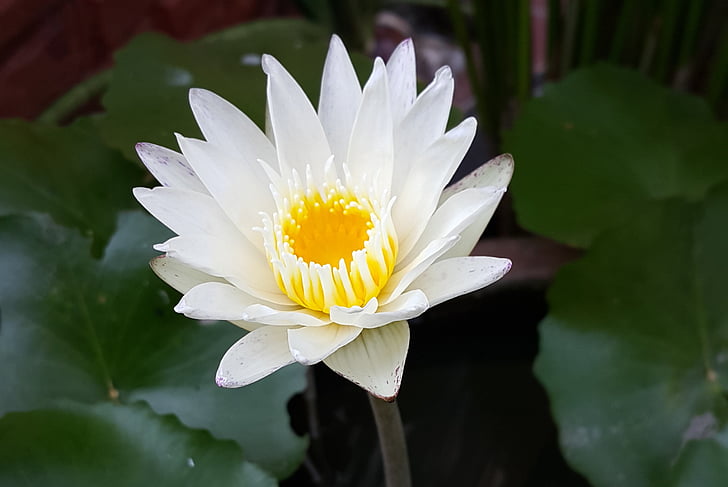Lótus Branco, nenúfar branco, flor de lótus, lírio, Lótus, flor, flor