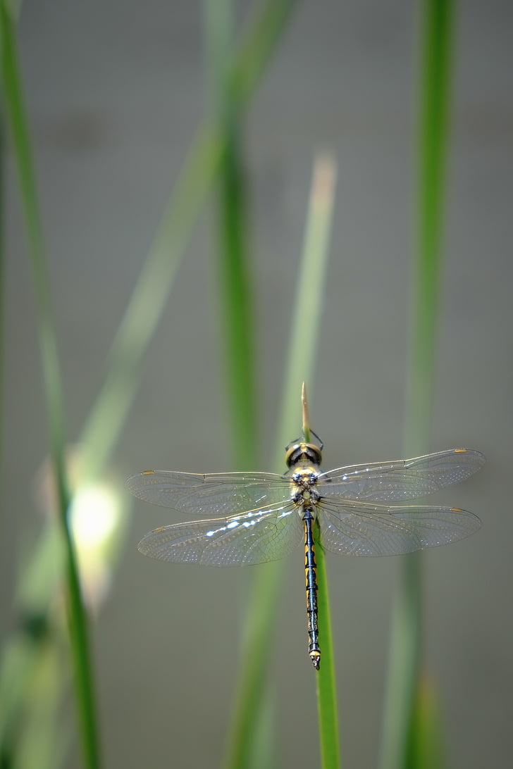 dragonfly, insect, insects, bug, bugs, dragonflies, flower