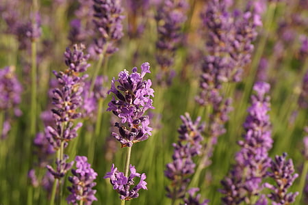 Lavendel, Blumen, Natur, lila, Geruch, Garten, Duft