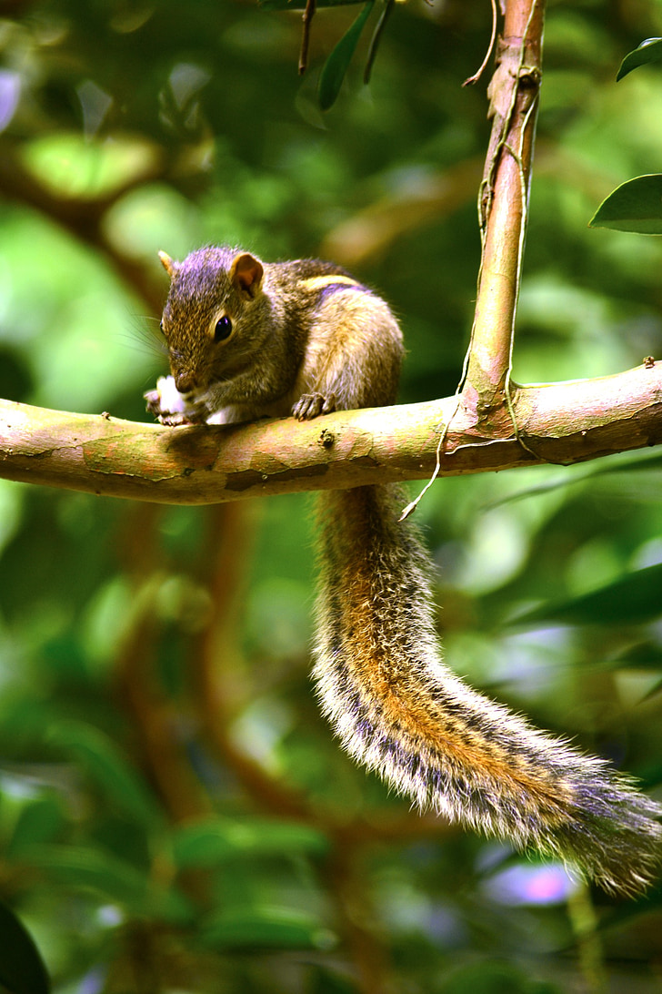 veverička, zviera, voľne žijúcich živočíchov, Príroda, Srí lanka, mawanella, Ceylon