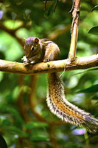 veverička, zviera, voľne žijúcich živočíchov, Príroda, Srí lanka, mawanella, Ceylon