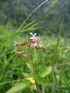 květ, Příroda, zelená