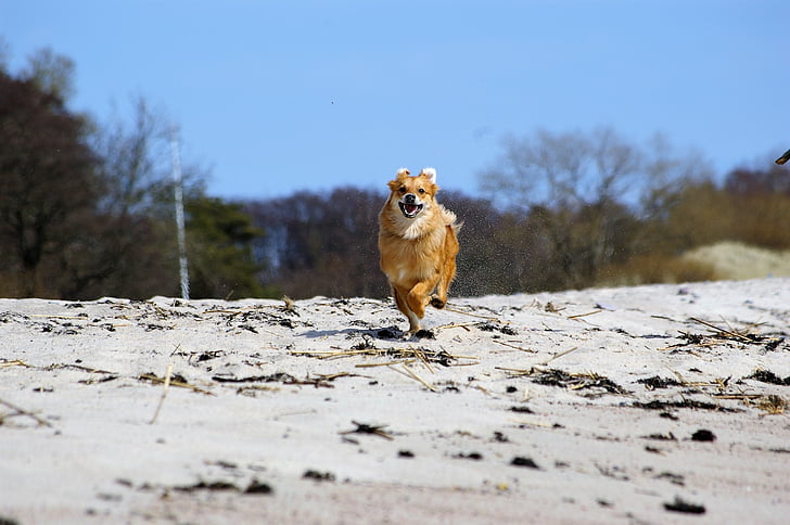 con chó, chạy, nhanh chóng, niềm vui, vội vàng, vội vàng đăng bài, Bãi biển