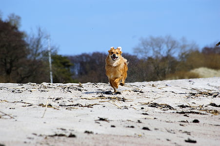 pes, spustit, rychlé, Joy, ve spěchu, spěchu post, pláž