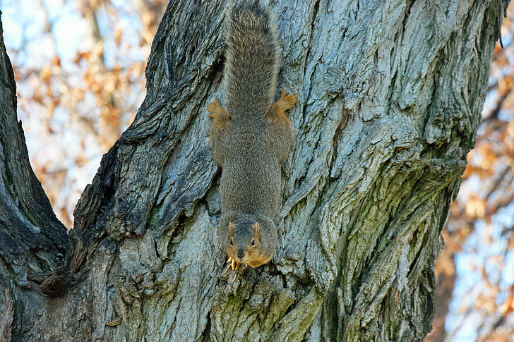 veverica, majhna severnoameriška veverica, Glodavci, živali, prosto živeče živali, sesalec, drevo