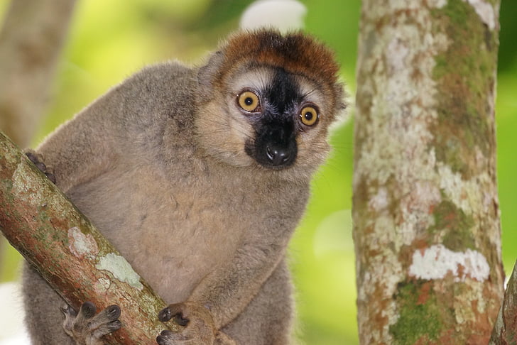 Tiere, rot-fronted lemur, Weiblich, Vervet Affen ähnlich, Tier, Natur, Tierwelt
