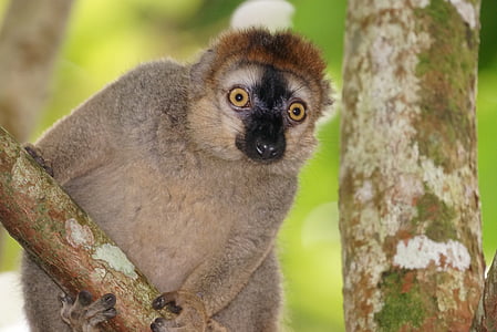 animals, red-fronted lemur, female, vervet monkeys similar, animal, nature, wildlife