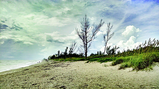海滩, 沙子, 佛罗里达州, 树, 沙丘, 树木, 海燕麦