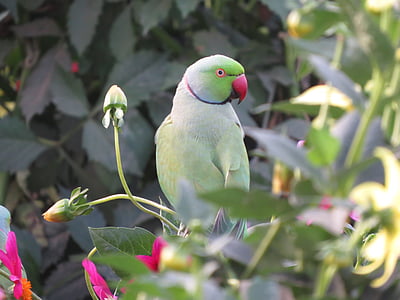 parakeet, parrot, bird, tropical, beak, wildlife, nature