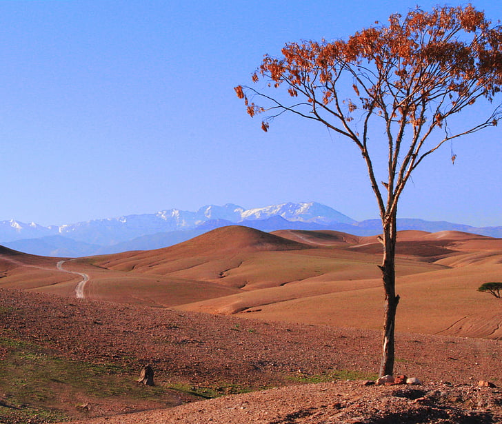 puščava, Maroko, drevo, narave, gorskih, krajine, scenics