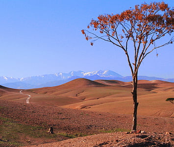 砂漠, モロッコ, ツリー, 自然, 山, 風景, 風景