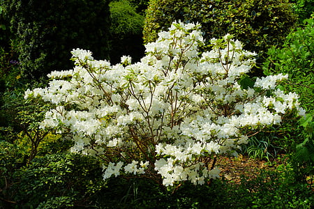 Κήπος, λουλούδια, ο Μπους, φύση, ροδόδενδρο, λευκό άνθος, άνθιση