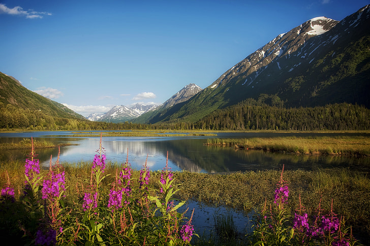 Alaska, Jezioro, wody, refleksje, góry, śnieg, kwiaty
