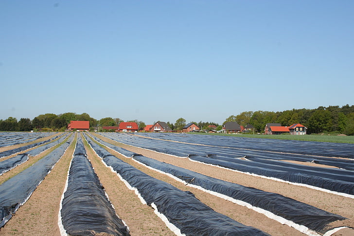 asparagus field, cover, heat build up, asparagus