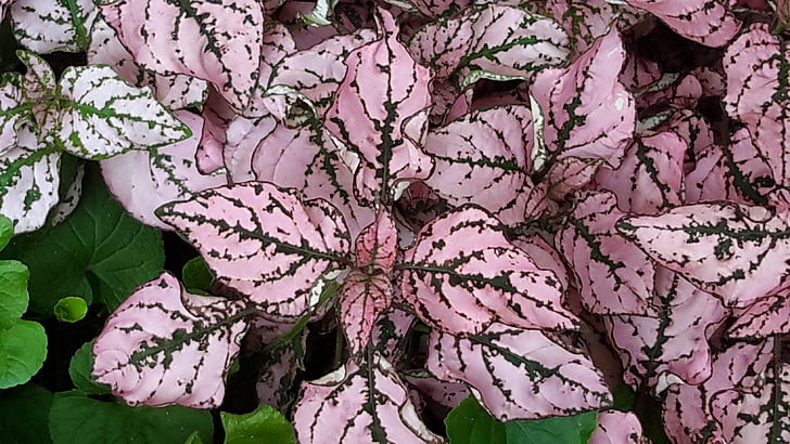 pink, and, white, plant