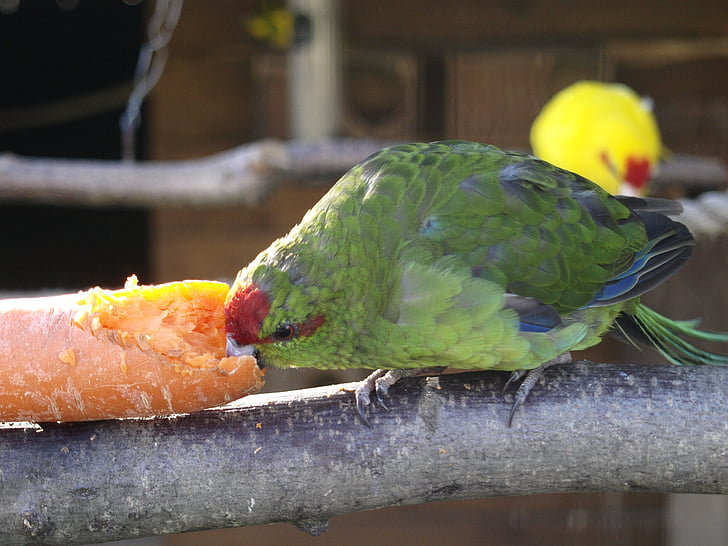 chim, parakeet, màu vàng, màu xanh lá cây voillere, chăn nuôi, nhỏ con vẹt parakeet