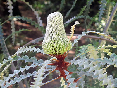 Banksias, fleur, nature, Nice, en particulier, Botanica, jardinage
