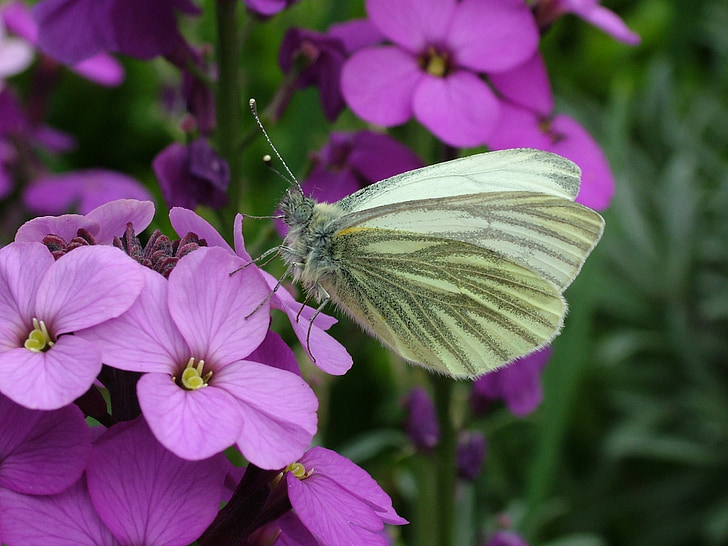 fjäril, våren, grön-ådrad vit, Regents park