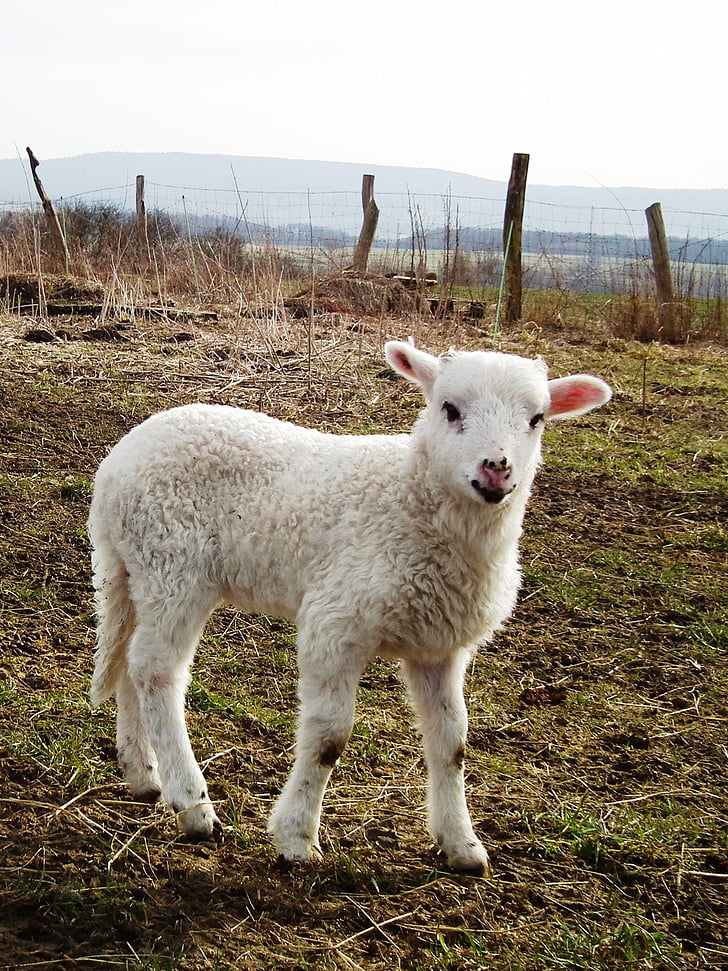 schapen, lam, weide, schäfchen, wol, schattig, landbouw