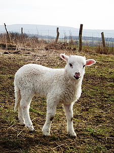 sheep, lamb, meadow, schäfchen, wool, cute, agriculture