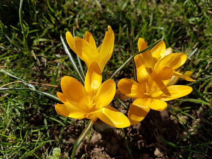 fiori, primavera, Crocus