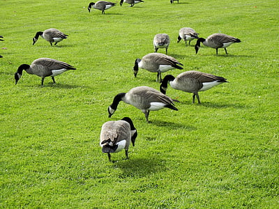 Канада гъски, хранене, трева, Канада