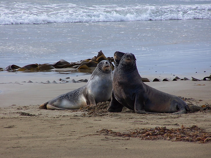 sea lions, beach, new zealand
