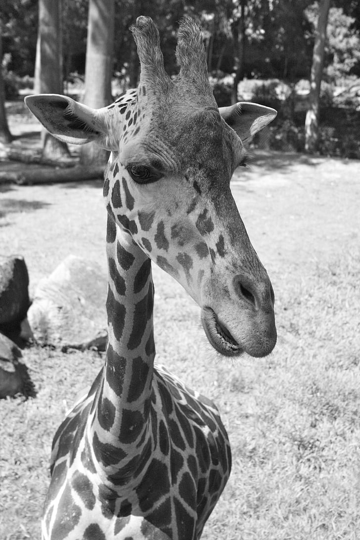 žirafa, prosto živeče živali, živalski vrt, živali, narave, divje, Afrika