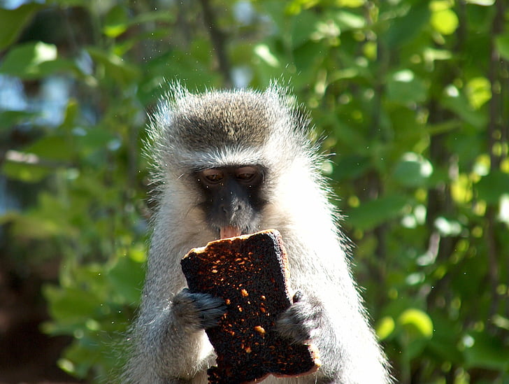 Monkey, Afrika, Drakensberg, voľne žijúcich živočíchov, Toast, Wilderness, zviera