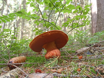 fungus, boletus, mushroom picking, food, nature, forest, mushroom