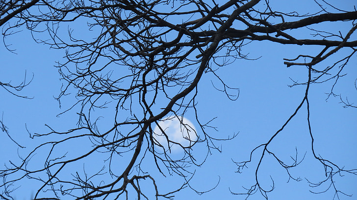 dusk, moon, tree, sky, silhouette