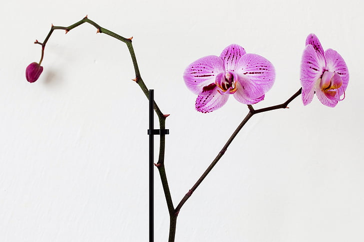 flower, pink, orchid, flora, studio shot, no people, white background