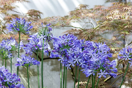 Agapanthus, fleur, Blossom, Bloom, bleu, humeur, ambiance