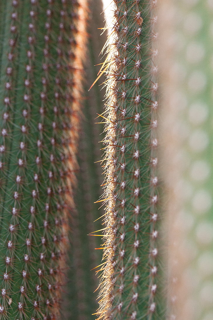 Cactus, Cactaceae, stekelig, RIP, doornen van soorten, plant, Flora